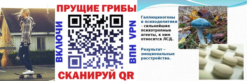 Купить где  Фокино  Псилоцибиновые грибы мицелий 